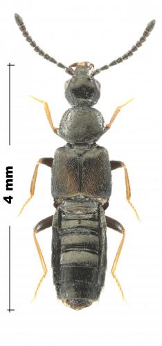 Liogluta longiuscula
